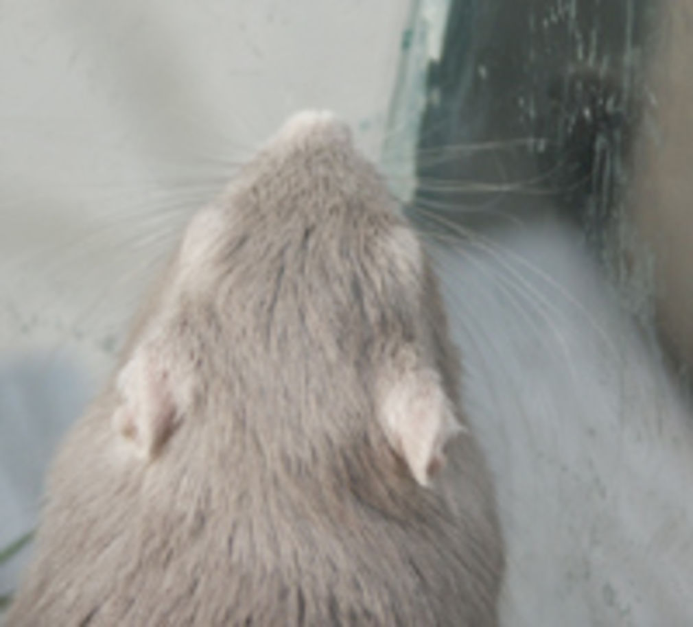 1046 0 5966291106655506