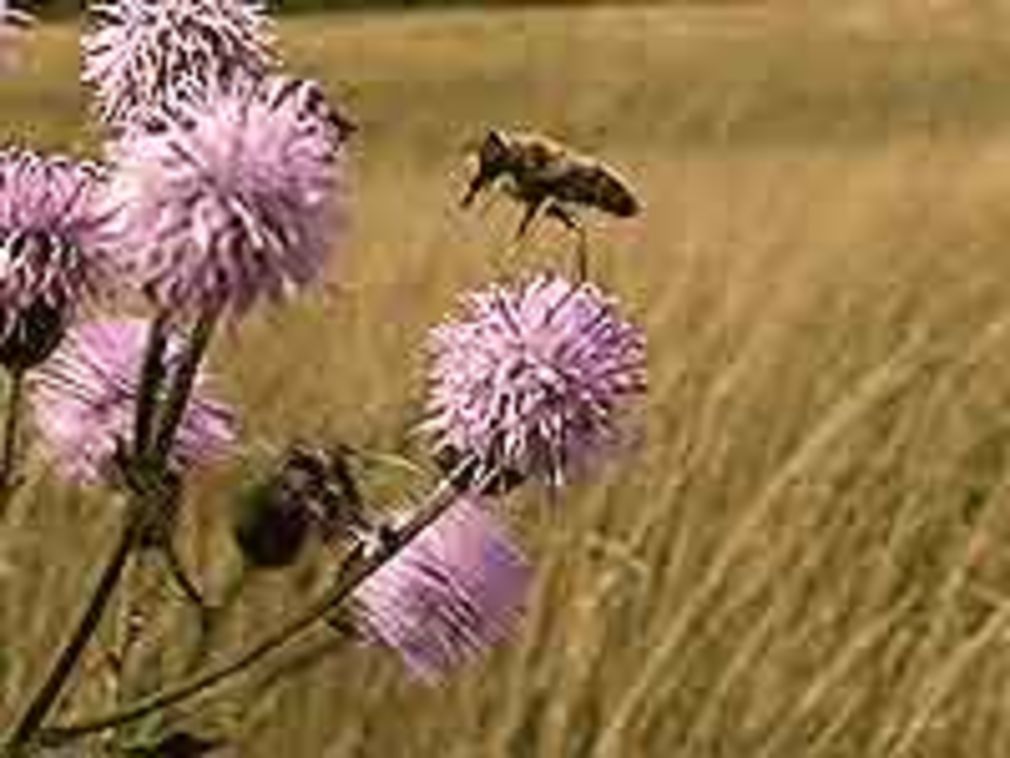 1174 0 7933851114085787