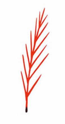 2006   stumpf   palmwedel