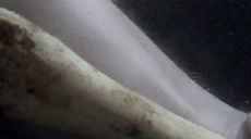 Proradii