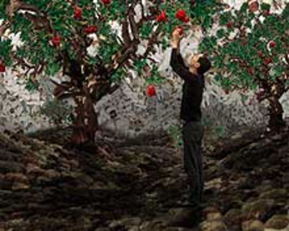 Apple on a tree high 0208