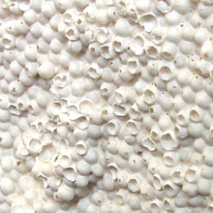 Palina004