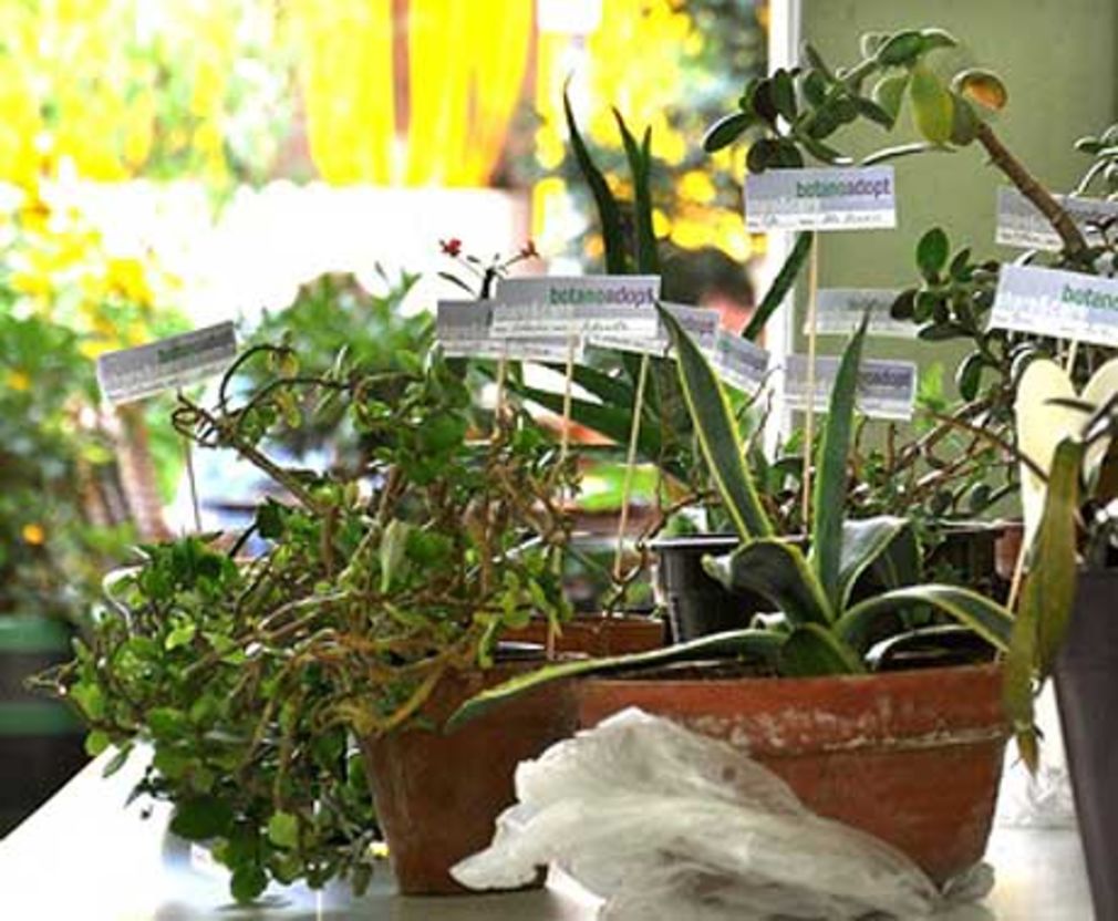 Xqm1 botanoadopt bild botanoadopt