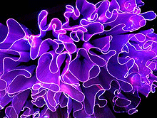 Gout ausstellungskatalog lichttextil