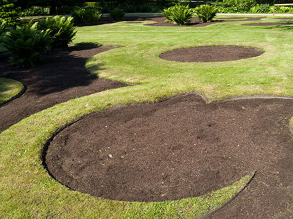 Taylors garden