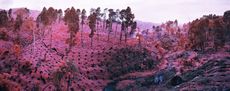 Image manager  preview diashow mosse 2012 if i ran the zoo north kivu eastern congo web