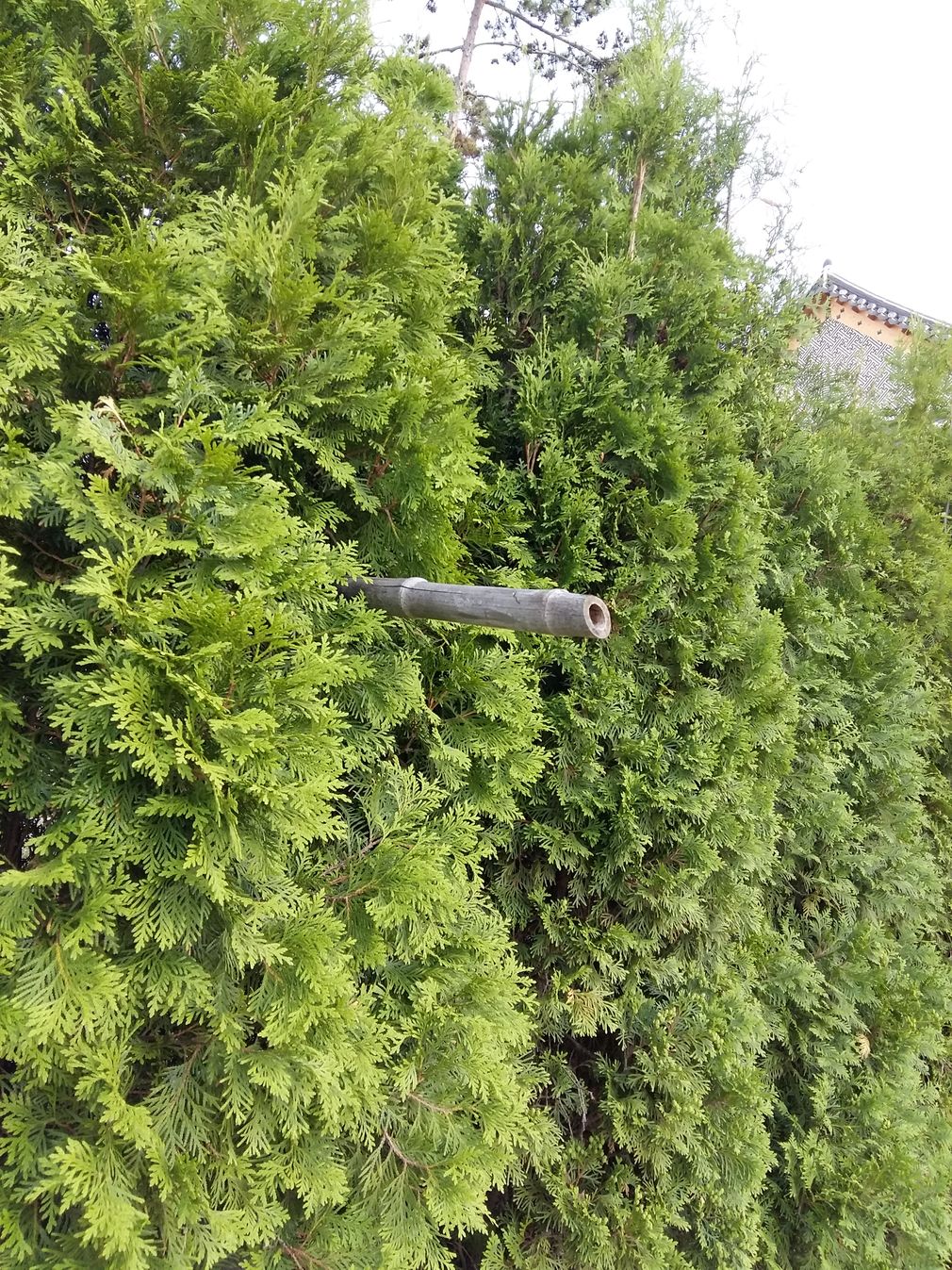 Die ehrichkeit von milchhaut