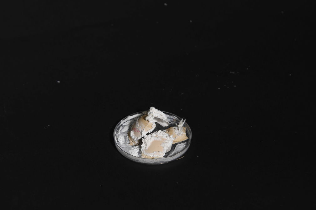  dsc4492